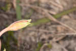 Seabeach evening primrose